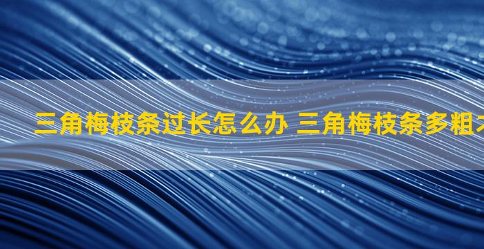 三角梅枝条过长怎么办 三角梅枝条多粗才可以嫁接